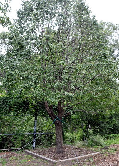 9/11 Survivor Tree